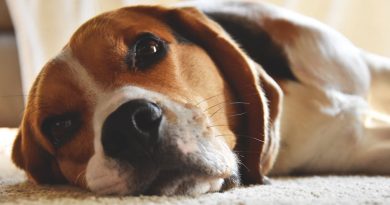 Beagle-standarder i ny forstand