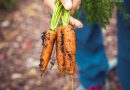 Spis grønt og godt – en guide til bæredygtige fødevarer